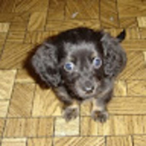 Meet your Posher, Sandy